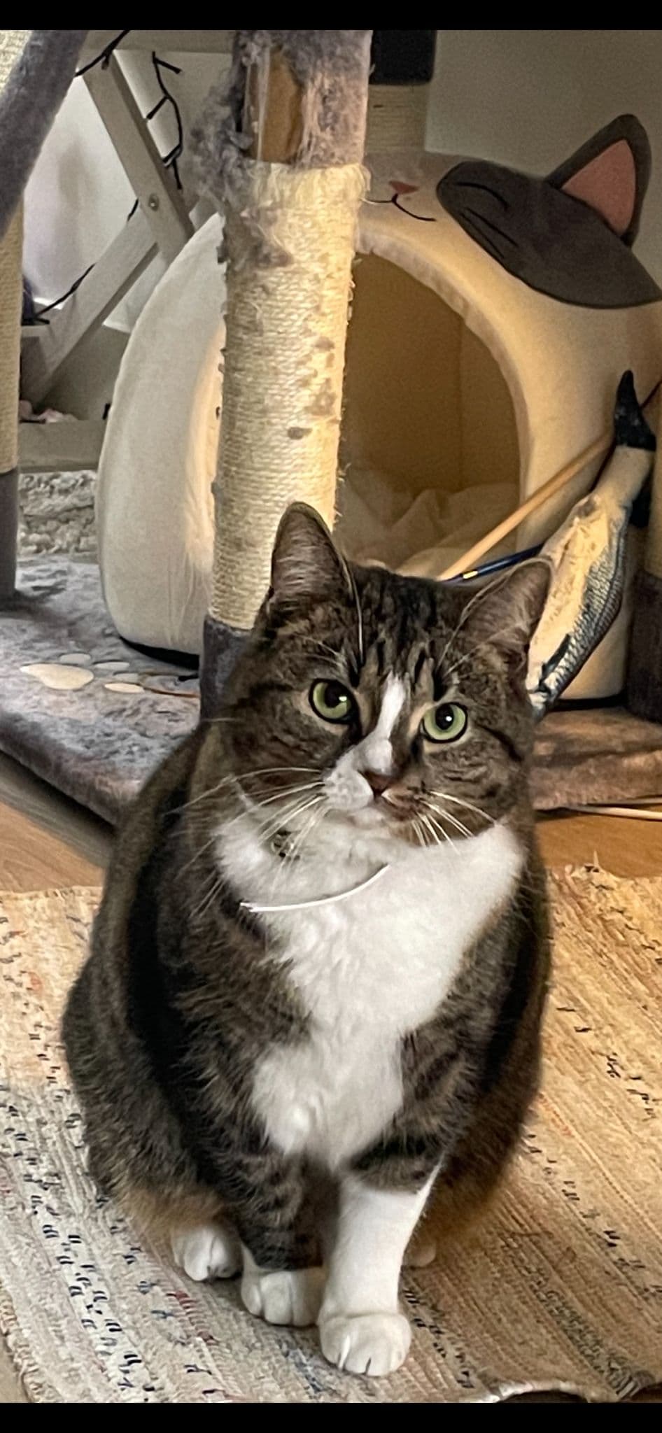 Nori cuddling - 43886969-18cb-4331-8193-e68b05307c03