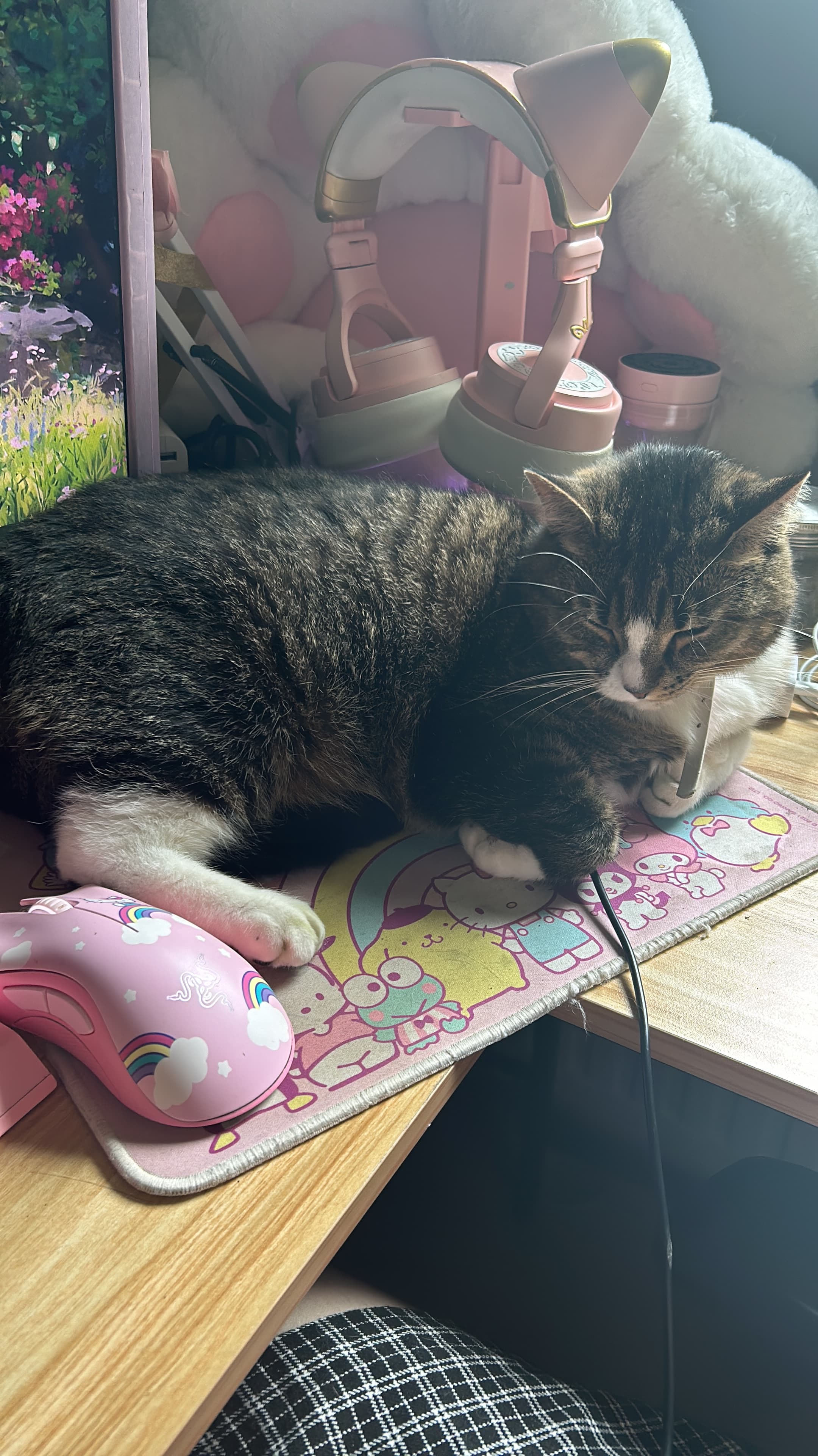 Nori sleeping - 4A8F9579-FB5E-48EF-8EAB-BE6B50B0A131