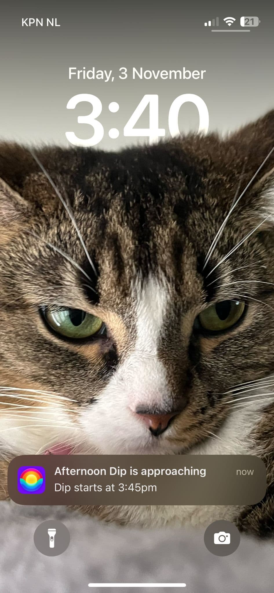 Nori cuddling - 9f1c69ec-fe88-474c-902c-93ecc5780eda