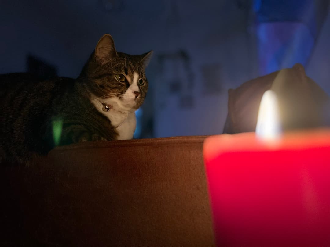 Somber Night - Nori in a contemplative evening mood