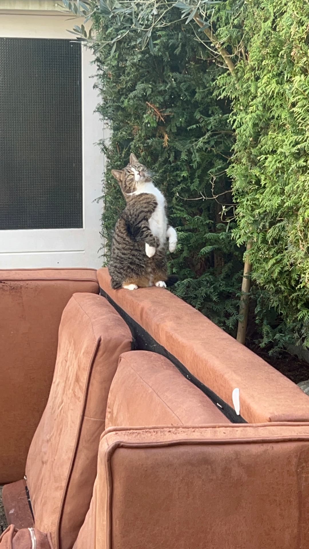 Nori learning to stand on two legs