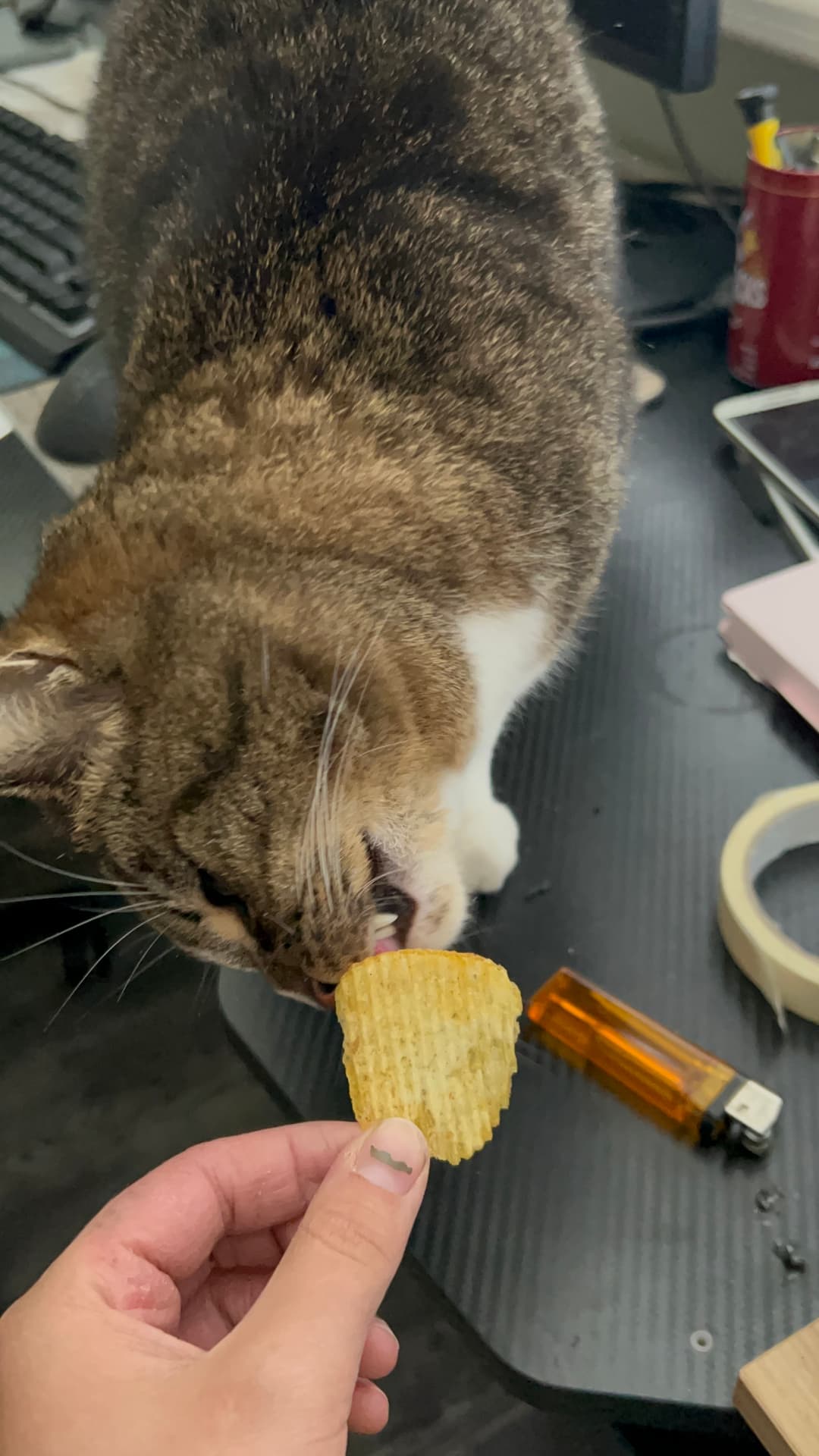 Nori eating a chip with gluttonous enthusiasm